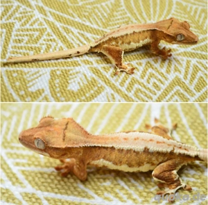0.0.1 Kronengecko Lilly White Orange poss. Tangerine 