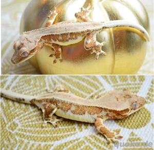 Poss. 1.0 Kronengecko Lilly White Orange 