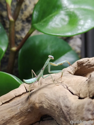 Rhombodera kirbyi Mantiden  Bild 5