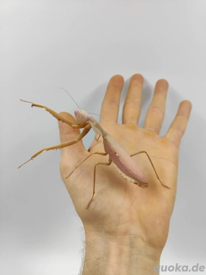 Rhombodera kirbyi Mantiden  Bild 4