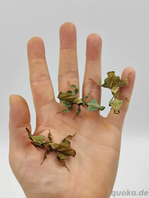 Phyllocrania paradoxa Mantiden 