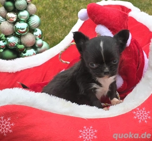Tiana mini Chihuahua hündin sucht zum 2.1.26 ein heim