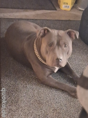 American bully Standart Hündin sucht neues Zuhause