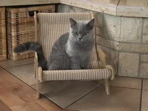 Britisch Kurzhaarkatze, weiblich, März 2025, geimpft