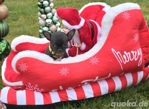 Thilo Chihuahua Rüde sucht genau dich zum 2.1.26