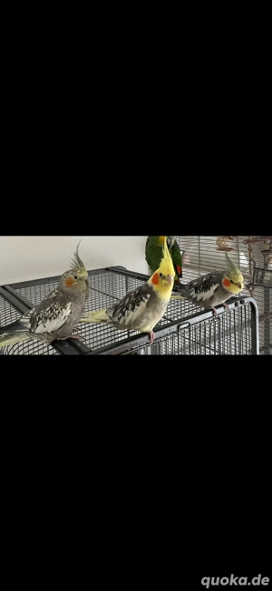 Verkaufe Nymphensittiche
