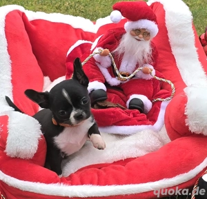 T-Bone Chihuahua Rüde sucht zum 2.1.26 ein heim