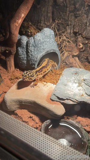 2 Gecko Mädels 