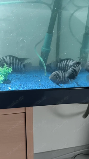 Zebrabuntbarsche