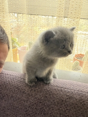 Süße Kätzchen British Kurzhaare. 25.10 geborene 