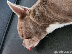 Chihuahua Hündin Chanty sucht neuen Wirkungskreis 