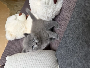 Süße Kätzchen British Kurzhaare. 25.10 geborene 