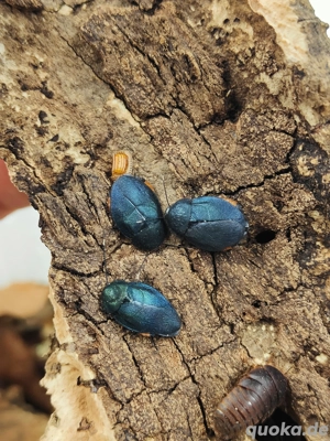 Eucorydia yasumatsui