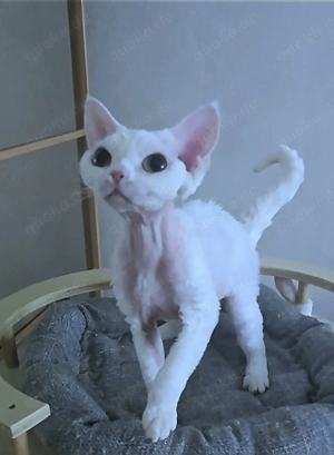 Schneeweiße Schönheit Prinzessin Sonya sucht ein neues liebevolles Zuhause 