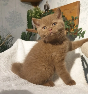 BKH Britisch Kurzhaar Katerchen cinnamon darf bald in ein Kuschel-zu-Hause umziehen 