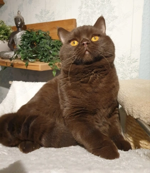 BKH Deckkater chocolate Bg. A b1, cinnamon-Träger, Erbkrankheiten genetisch N N, FIV FelV negativ Bild 9