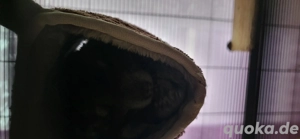 Chinchilla Babys (W)