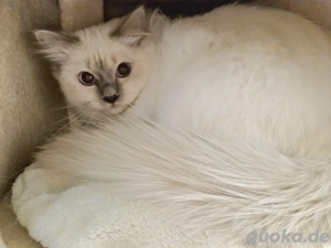 Abgabebereit:) Noch 1 bildschönes, reinrassiges Heilige Birma Katerchen Junge Kitten