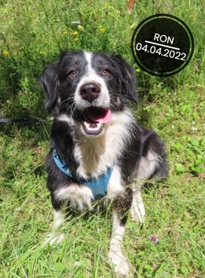 DRINGEND Pflegestellen für unsere Welpen und Junghunde gesucht Bild 14