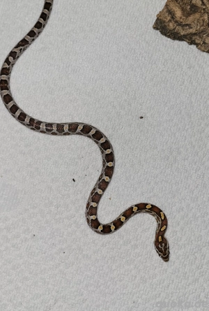 Kornnatter jungtiere 2025