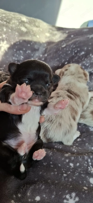 Chihuahua welpen mit Ahnentafel 
