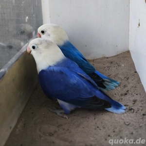 Pfirsichköpfchen Zuchtpaar