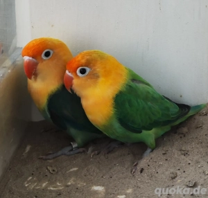 Pfirsichköpfchen Zuchtpaar 