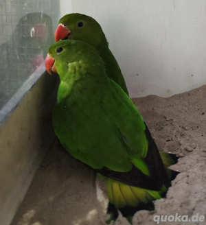 Taranta, Verdacht pale falbe