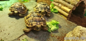 Maurische Landschildkröten