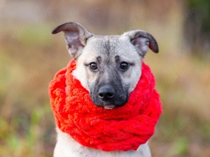 Iriska sucht liebe Menschen