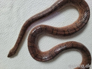 0,1 Kornnatter ca 5 Jahre alt bei Wunsch auch mit Terrarium 