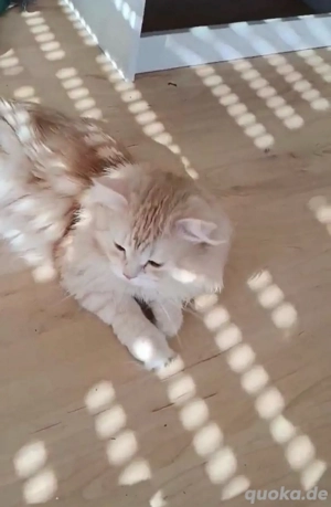 deckkater blh orange sucht rollige katze 