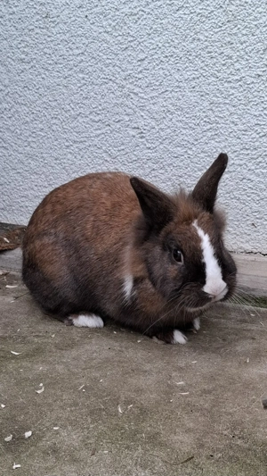 Löwenköpfchen such ein neues Zuhause 