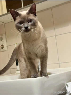 Siam Deckkater in Blue Point