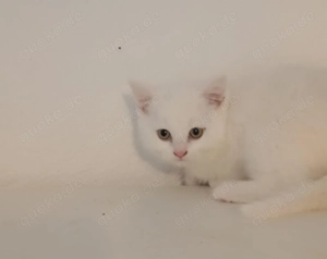 Süße Maine Coon x Britisch Kurzhaar Babys