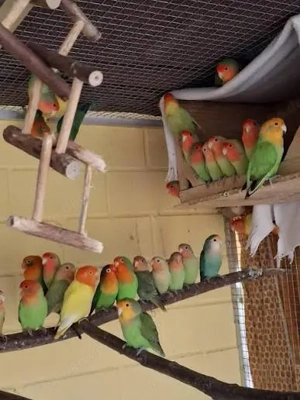 Rußköpfchen Unzertrennliche