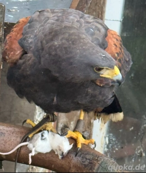 Harris hawk terzel 