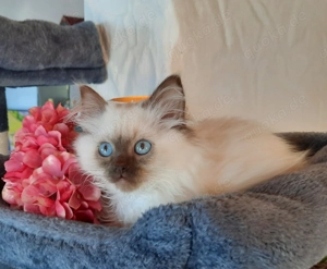 Heilige Birma Kitten