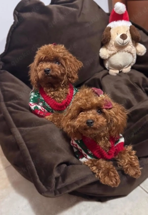 Teacup Pudel Toy red