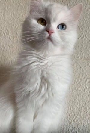 2 süße Katzen junge und mädchen