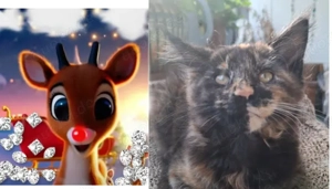 Unsere Rednose Maine Coon wunderschönes Kitten mit Stammbaum