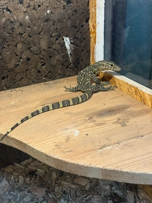 Baby Nilwaran (Varanus ornatus)