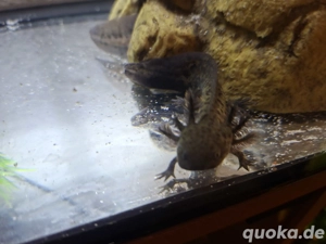 junge Axolotl  