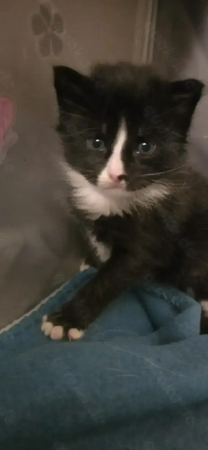 Main Coon Kitten ab Ende Februar 