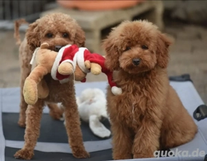 Sehr entzückende, mittelgroße Schokoladenpudelwelpen.