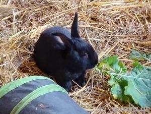 Kaninchen Zwergkaninchen Bock 