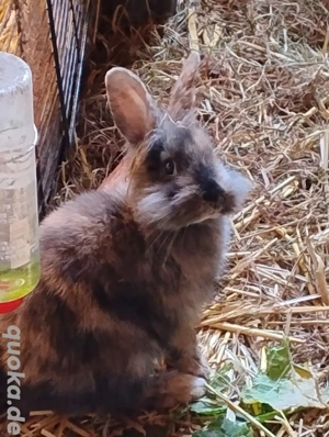 Kaninchen Weibchen Zippe