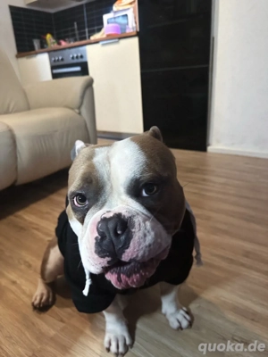 Familienhund abzugeben   nur in erfahrene Hände