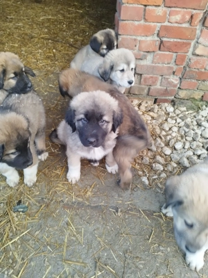 Kuschelige 5 Kaukase Owtscharka   Kangal Welpen