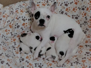 Welpen, Französische Bulldogge Bichon Friese
